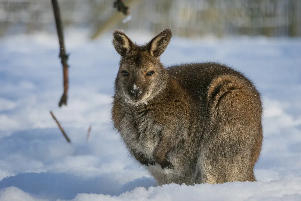 Red-necked Wallaby kangaroo (Macropus rufogriseus) white albino female in white snowy winter